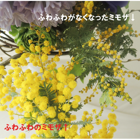 生花】国産 銀葉ミモザアカシア(花)40cm程度 千葉県など 【OR-13