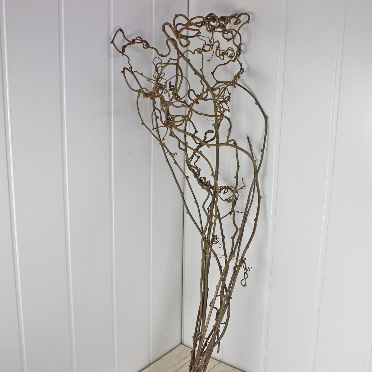 直前】キウイのつる(約100cm)※時期により葉有無・乾燥具合異なります