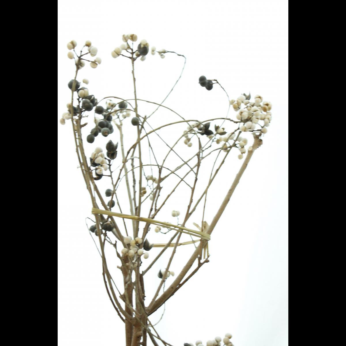 ドライ】【P3-12】J・flow/南京ハゼの実 約70cm 束約10本【JM】 - 花材