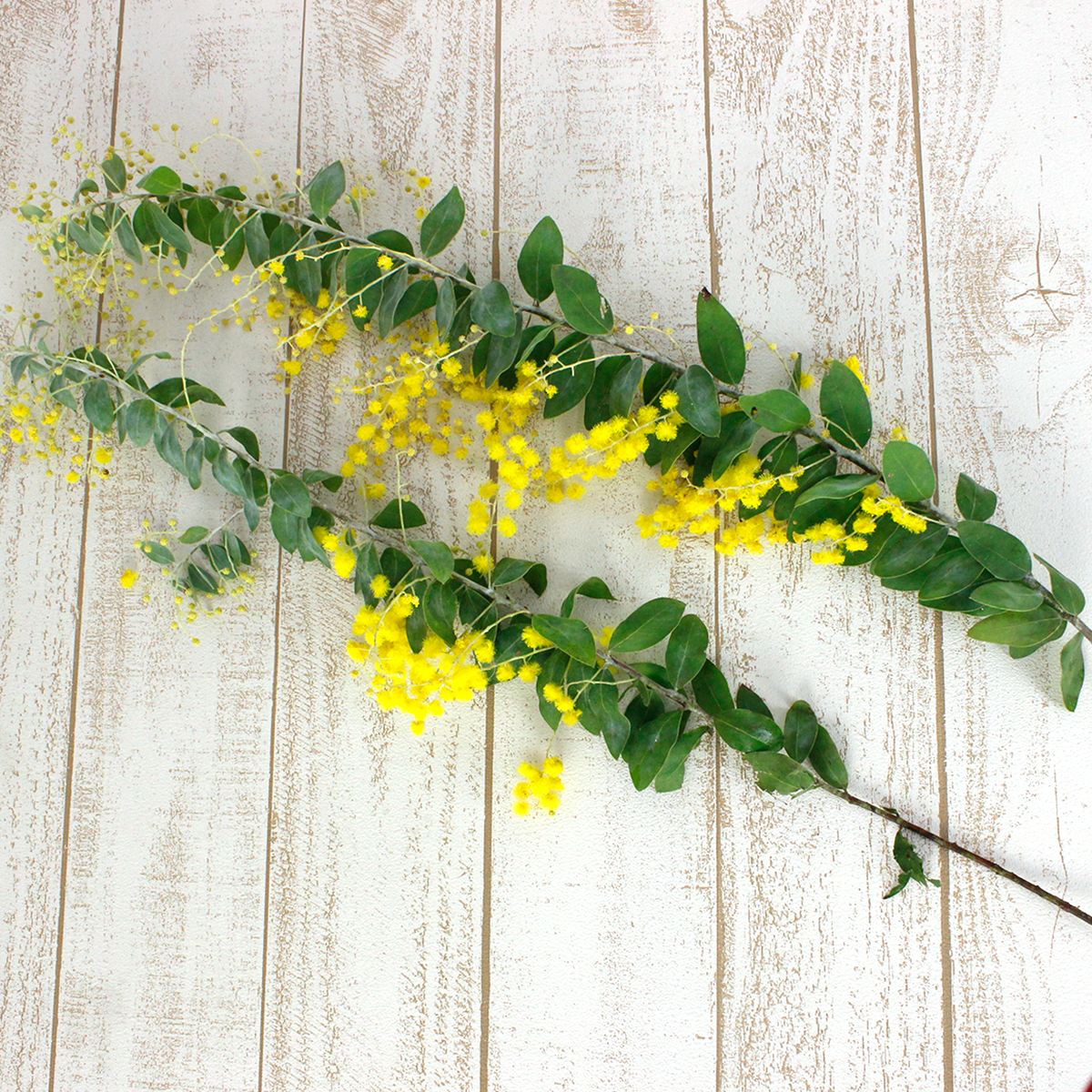 生花】パールアカシア 50センチ ☆ミモザアカシア - 花材通販はなどん