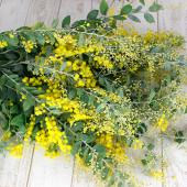 生花】パールアカシア 50センチ ☆ミモザアカシア - 花材通販はなどん
