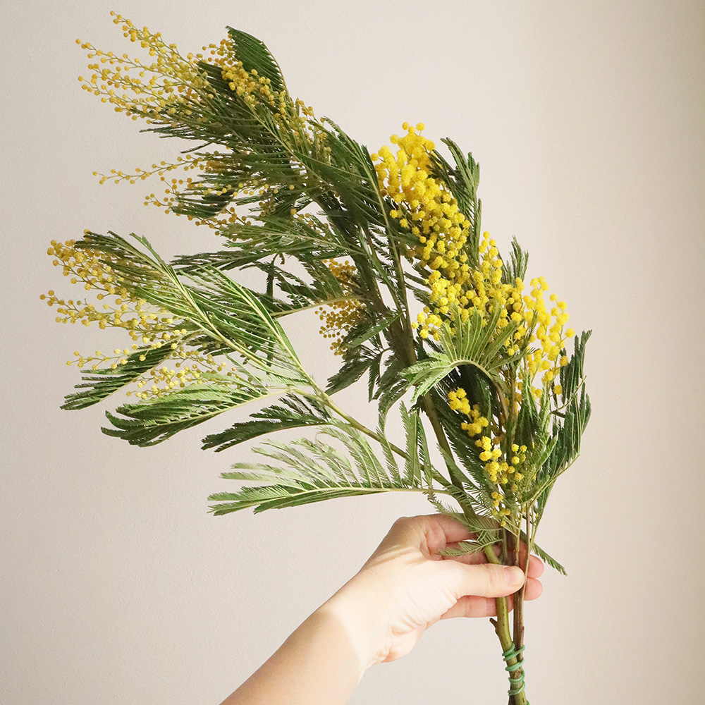 直前】フサアカシア(輸入ミモザ)(束約2-5本程度/小枝含む)【生花