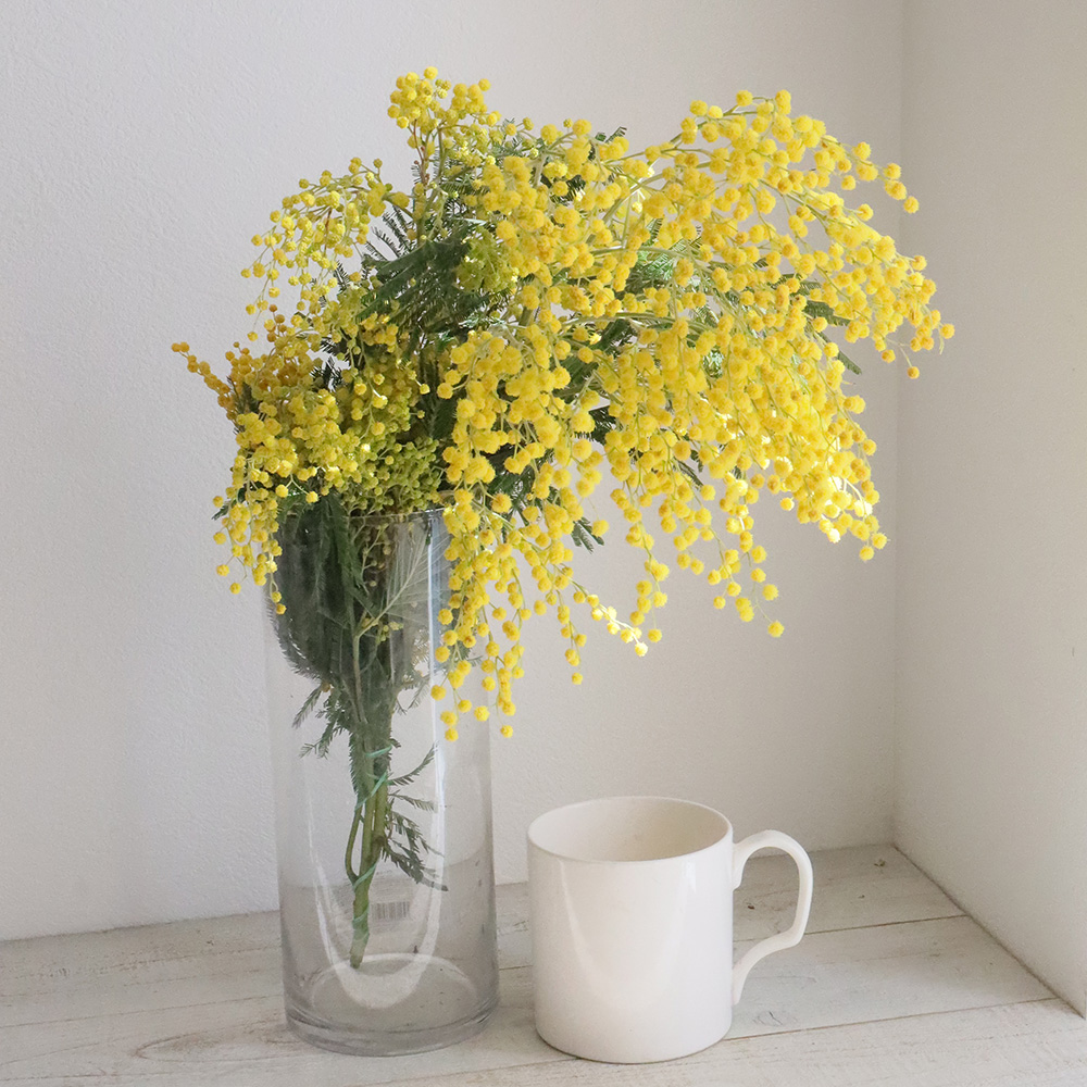 生花】輸入ミモザ ミランドール等 束単位(小枝含む束 2～5本程度)早