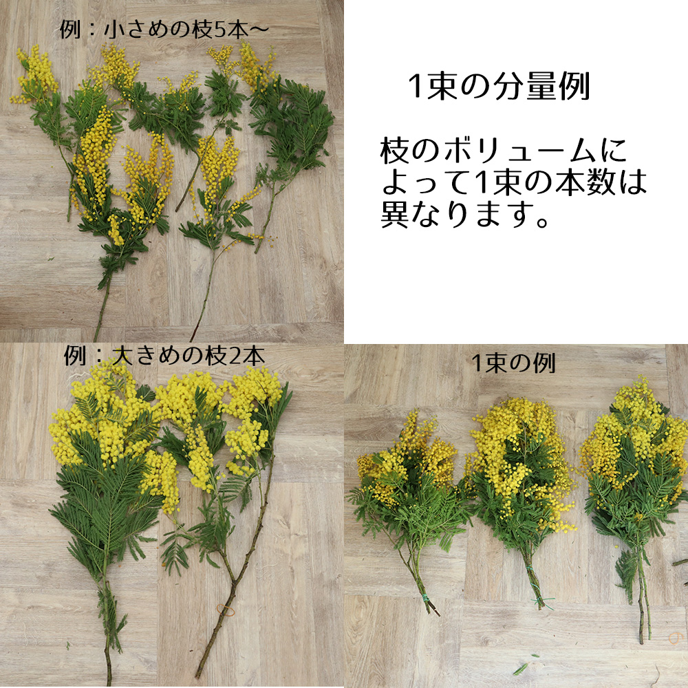 生花】輸入ミモザ ミランドール等 束単位(小枝含む束 2～5本程度)早