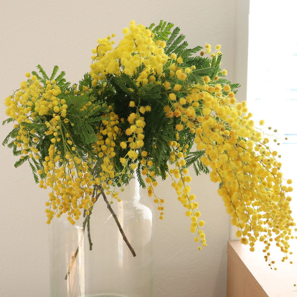生花】輸入ミモザ ミランドール等 束単位(小枝含む束 2～5本程度)早