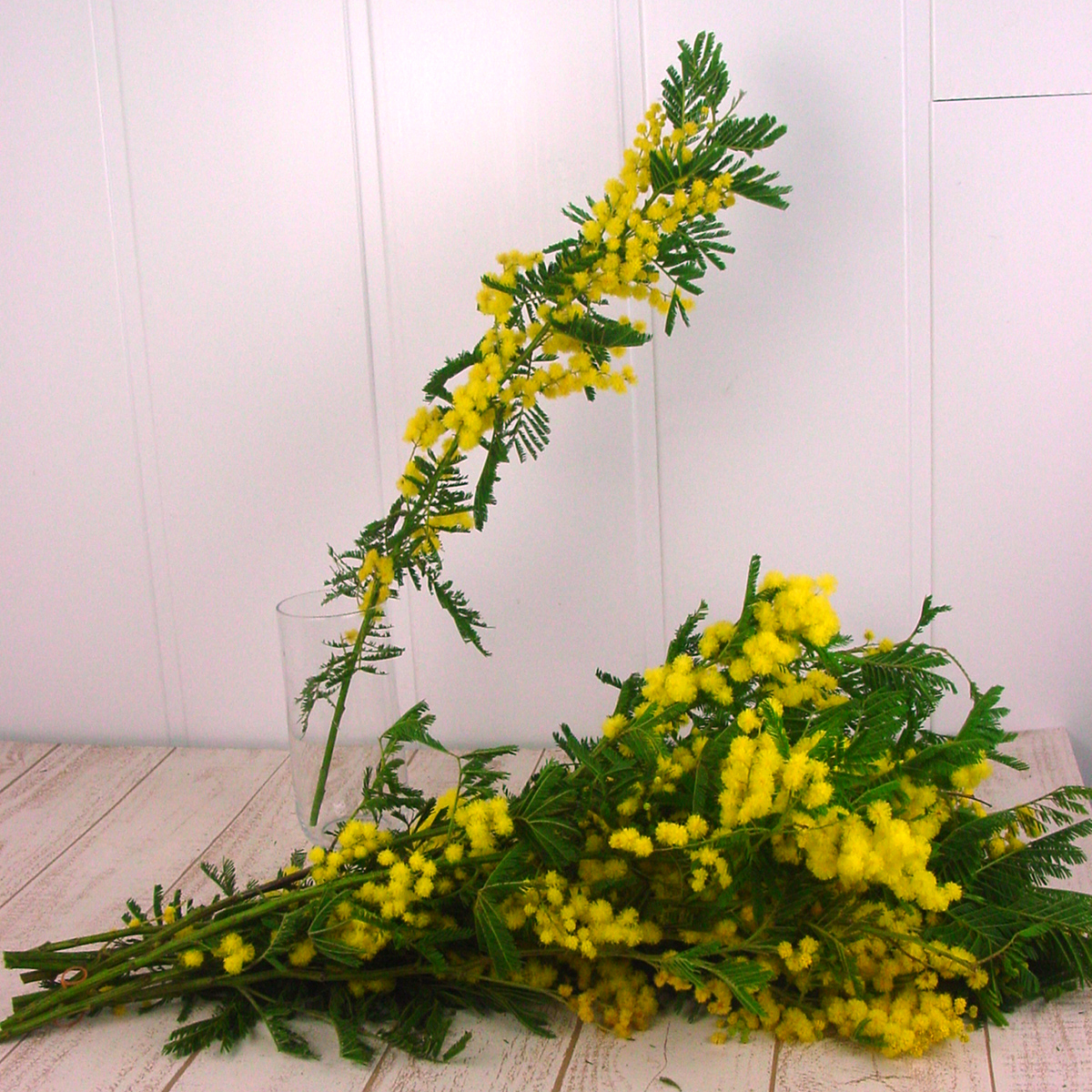 生花】フランスミモザ(50cm) JA大井川 - 花材通販はなどんやアソシエ