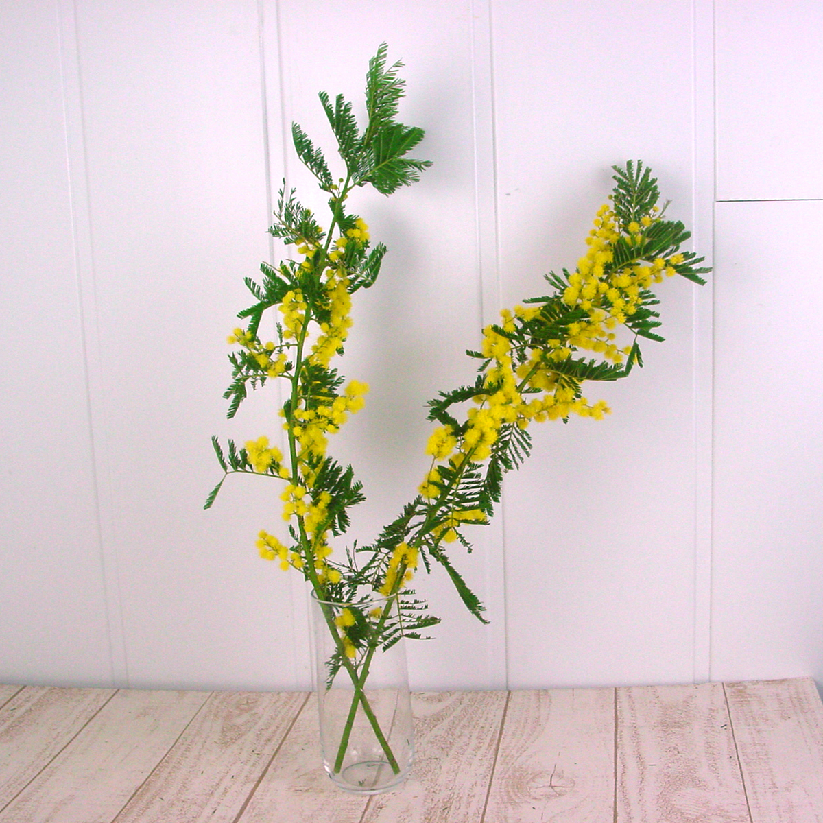 生花】フランスミモザ(50cm) JA大井川 - 花材通販はなどんやアソシエ