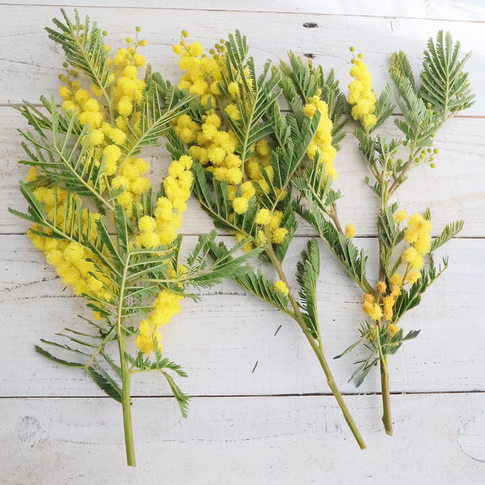 生花】フランスミモザ(30cm) JA大井川 - 花材通販はなどんやアソシエ