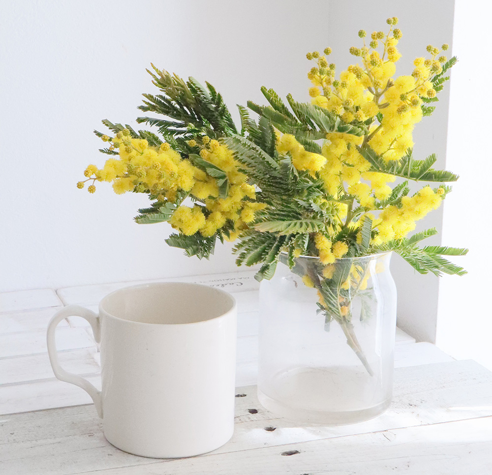 生花】フランスミモザ(30cm) JA大井川 - 花材通販はなどんやアソシエ