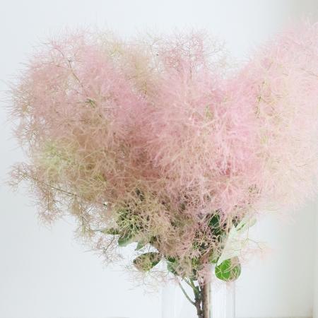 直前】【生花】スモークツリーファー2ピンク M60cm程度 星野さん【IT