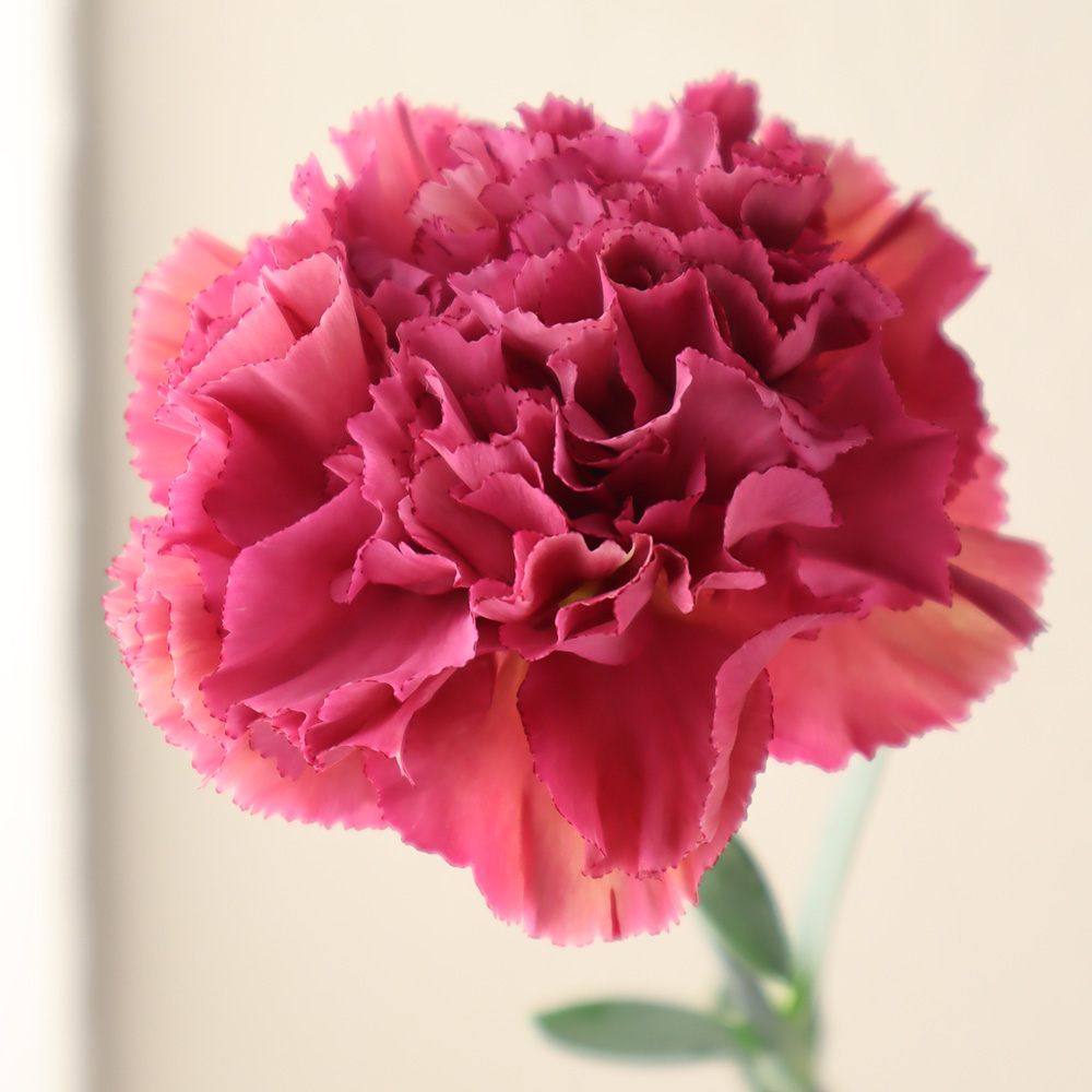 直前】藤花園カーネ バイパーワイン(ピンク赤シボリ)【FJ-54】※届日