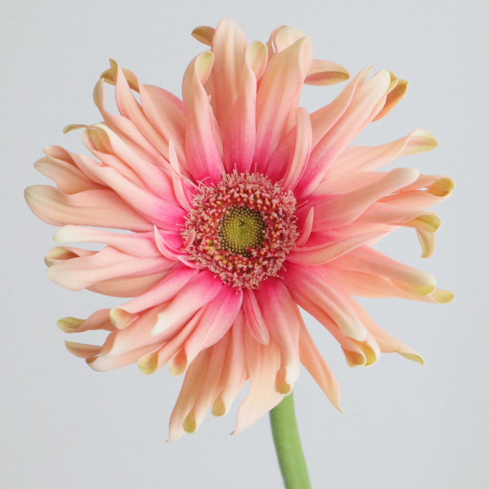 生花】【さぎやま】ガーベラ パスタ・ロサート(ピンク) - 花材通販は