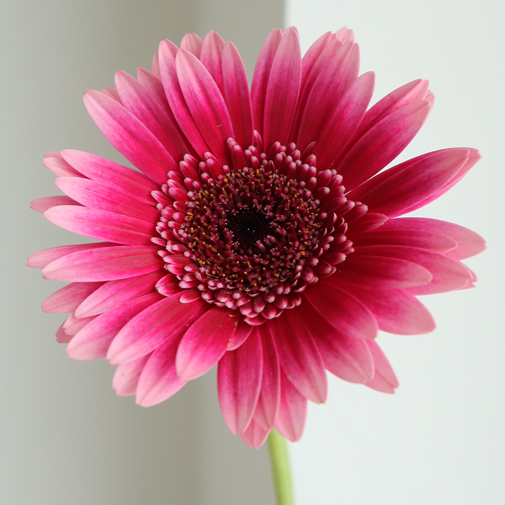 生花】【さぎやま】ガーベラ レンブラント(エンジ系複色)※入荷少量【FJ