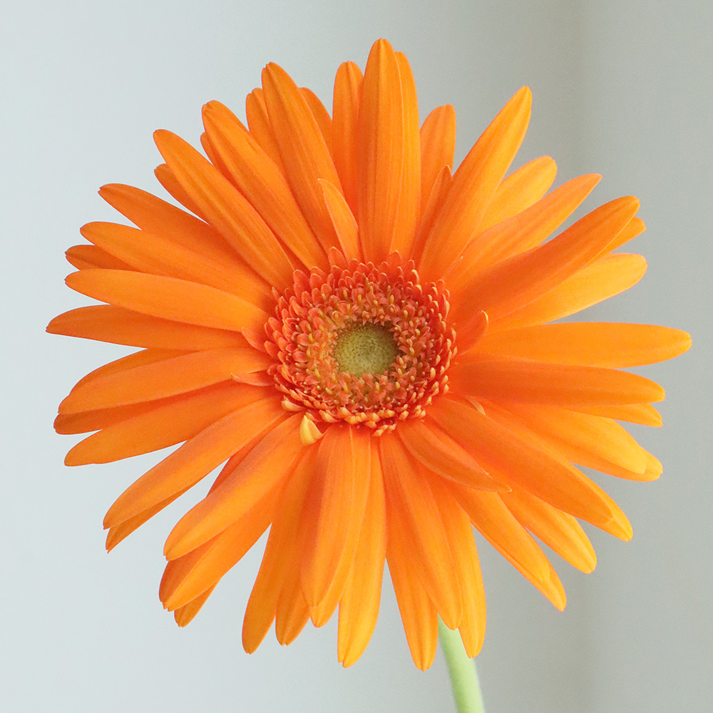 生花】【さぎやま】大輪ガーベラ カリフォルニア(オレンジ)芯白 【FJ