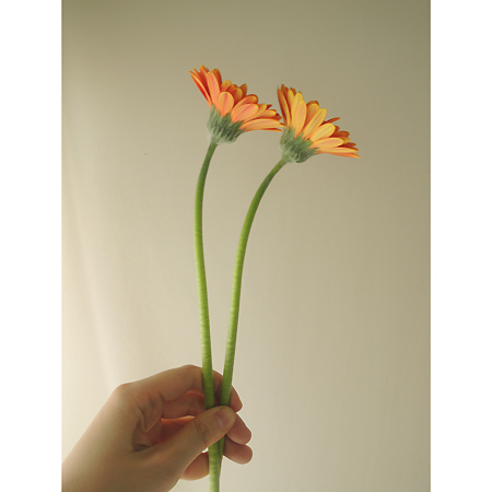 生花】【さぎやま】ガーベラ ふわふわ(オレンジ系ツートン)※入荷少