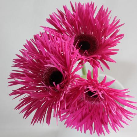 生花】【さぎやま】大輪ガーベラ レネゲード(濃ピンクスパイダー) - 花