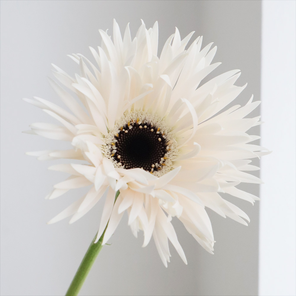 生花】【さぎやま】大輪ガーベラ ガーデンゴースト(白スパイダー芯黒