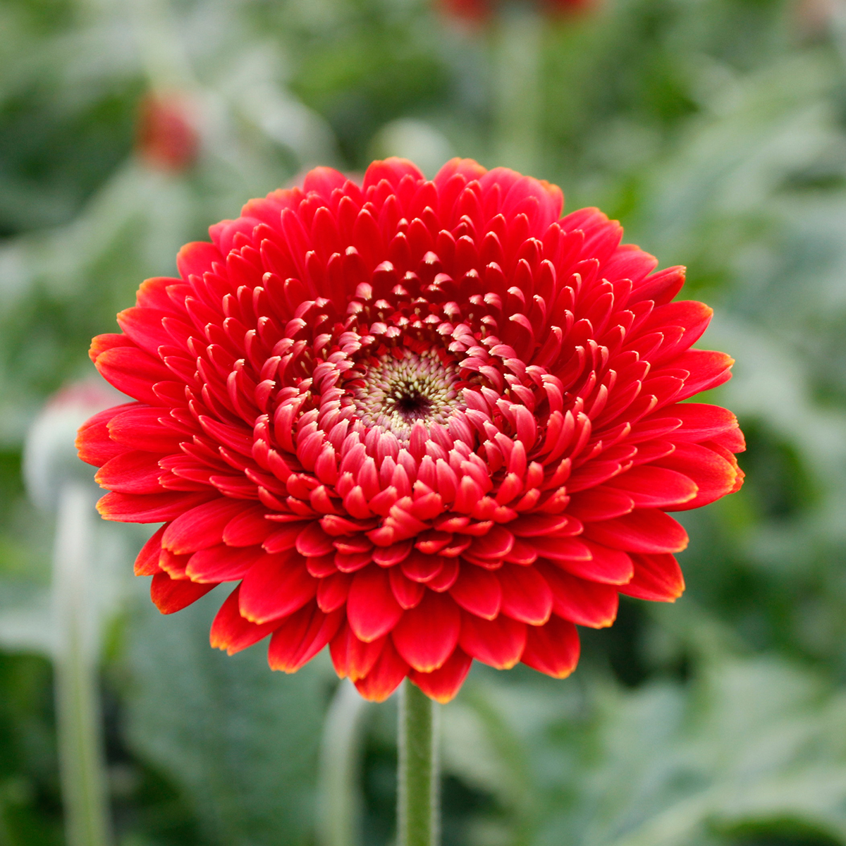 直前N】ガーベラ ブラッドレイ(ボンボン咲き・ダークオレンジ芯黒