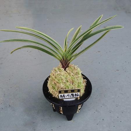 生花/即納】富貴蘭 駿河覆輪(3.5寸鉢) - 花材通販はなどんやアソシエ