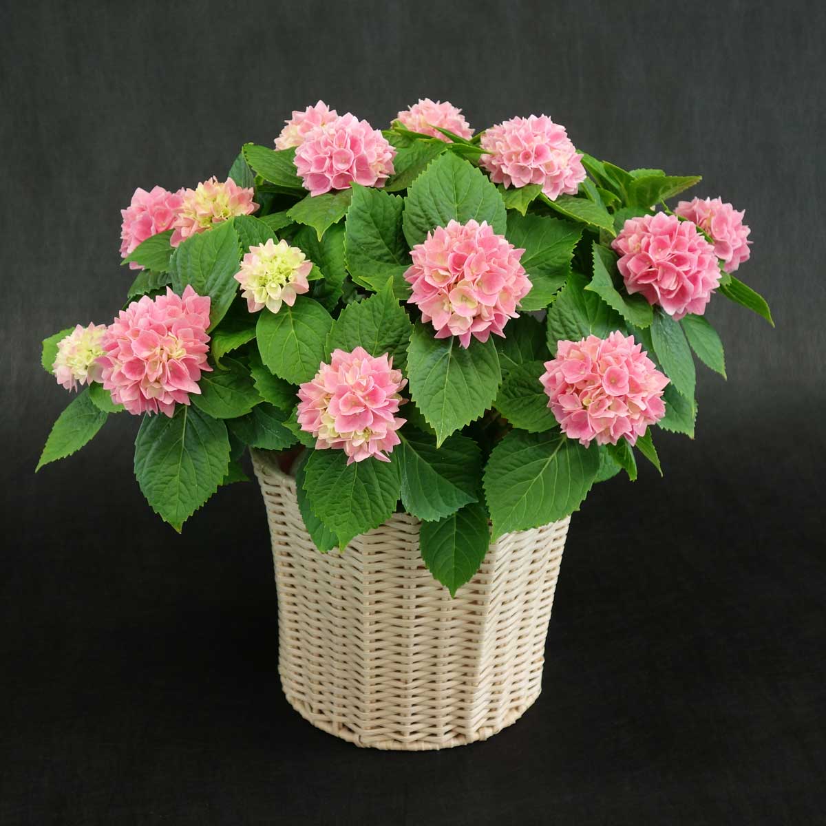 送料無料】母の日簡易ラッピング付き♪アジサイ 茜雲(5寸)※北海道