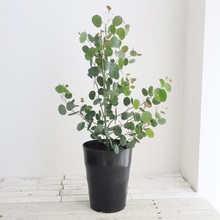 送料無料】【生花/鉢】ユーカリ ポポラス 7寸鉢 ※北海道・九州・沖縄は