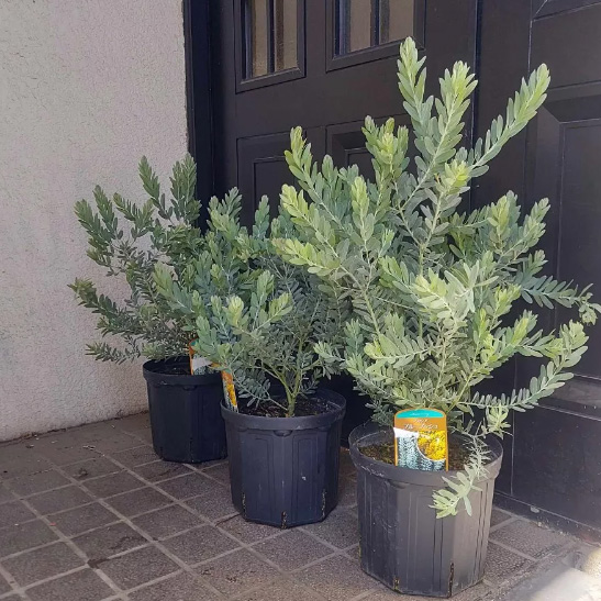 送料無料】【生花/鉢】アカシア ブルーブッシュ 7寸鉢 ※北海道・九州