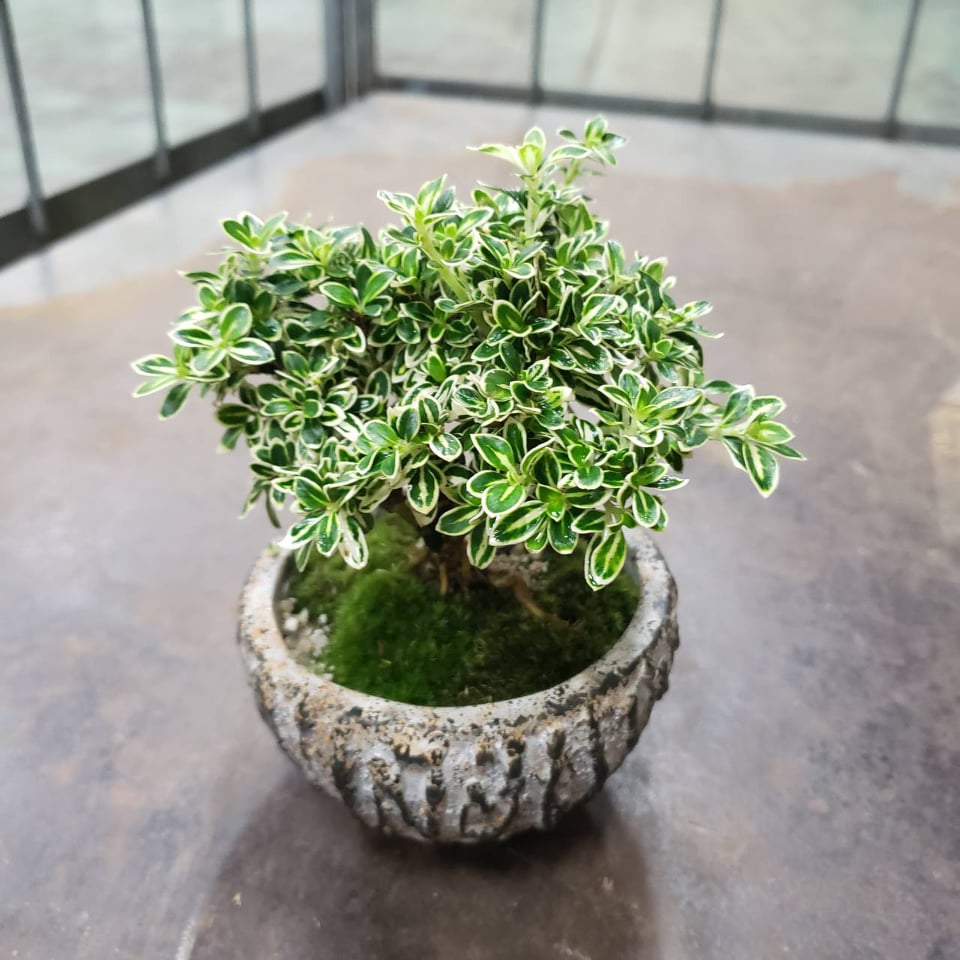 送料無料】【生花/鉢】ミニ盆栽 白鳥花 ※北海道・九州・沖縄は別途送料