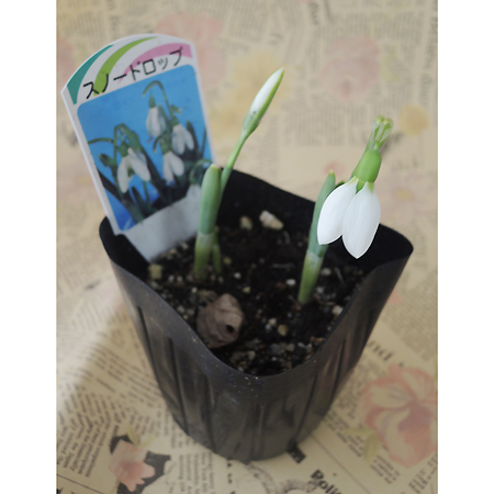 生花/即納】スノードロップ ポット苗 - 花材通販はなどんやアソシエ