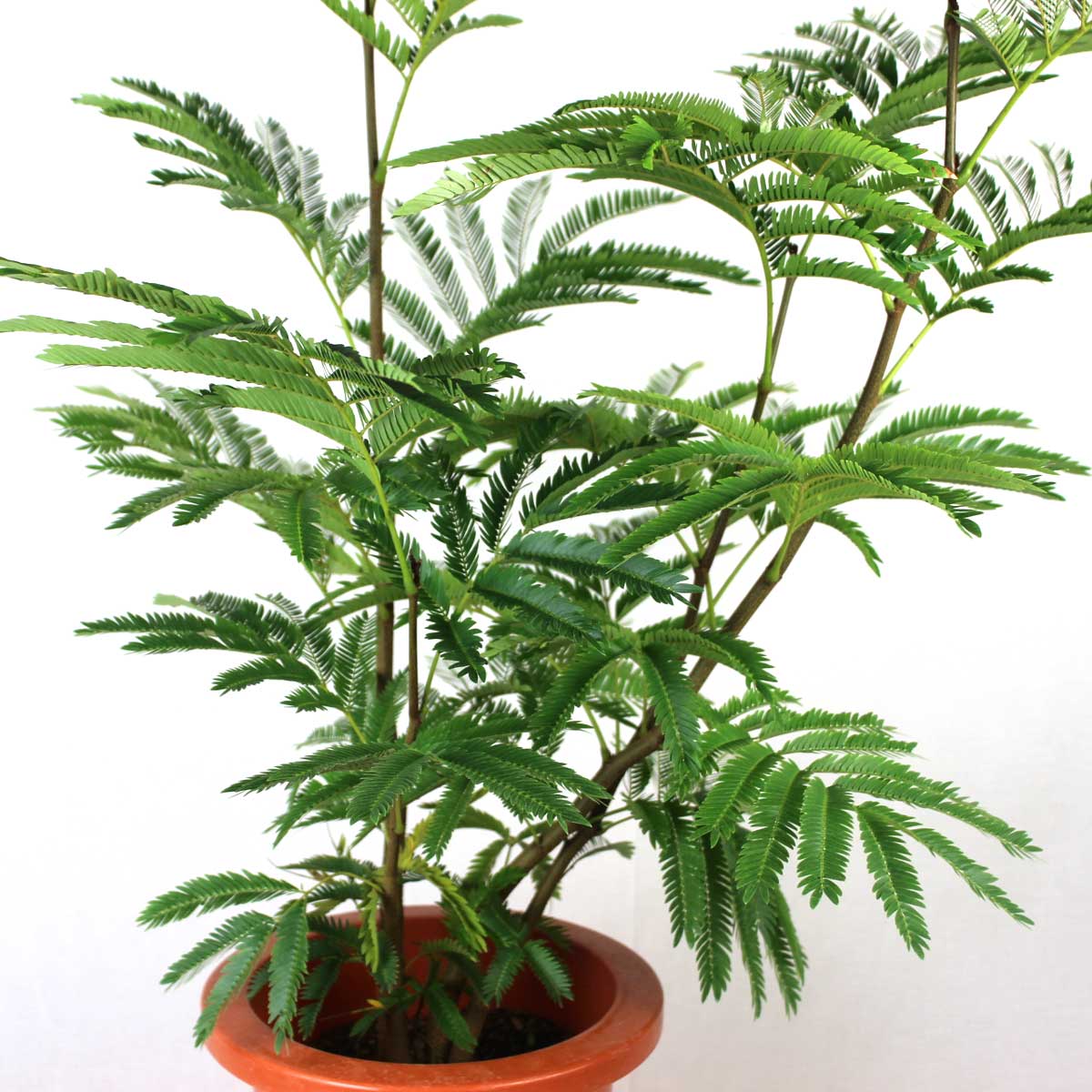 送料無料】【生花/即納】観葉植物 エバーフレッシュの鉢(7寸鉢/鉢色