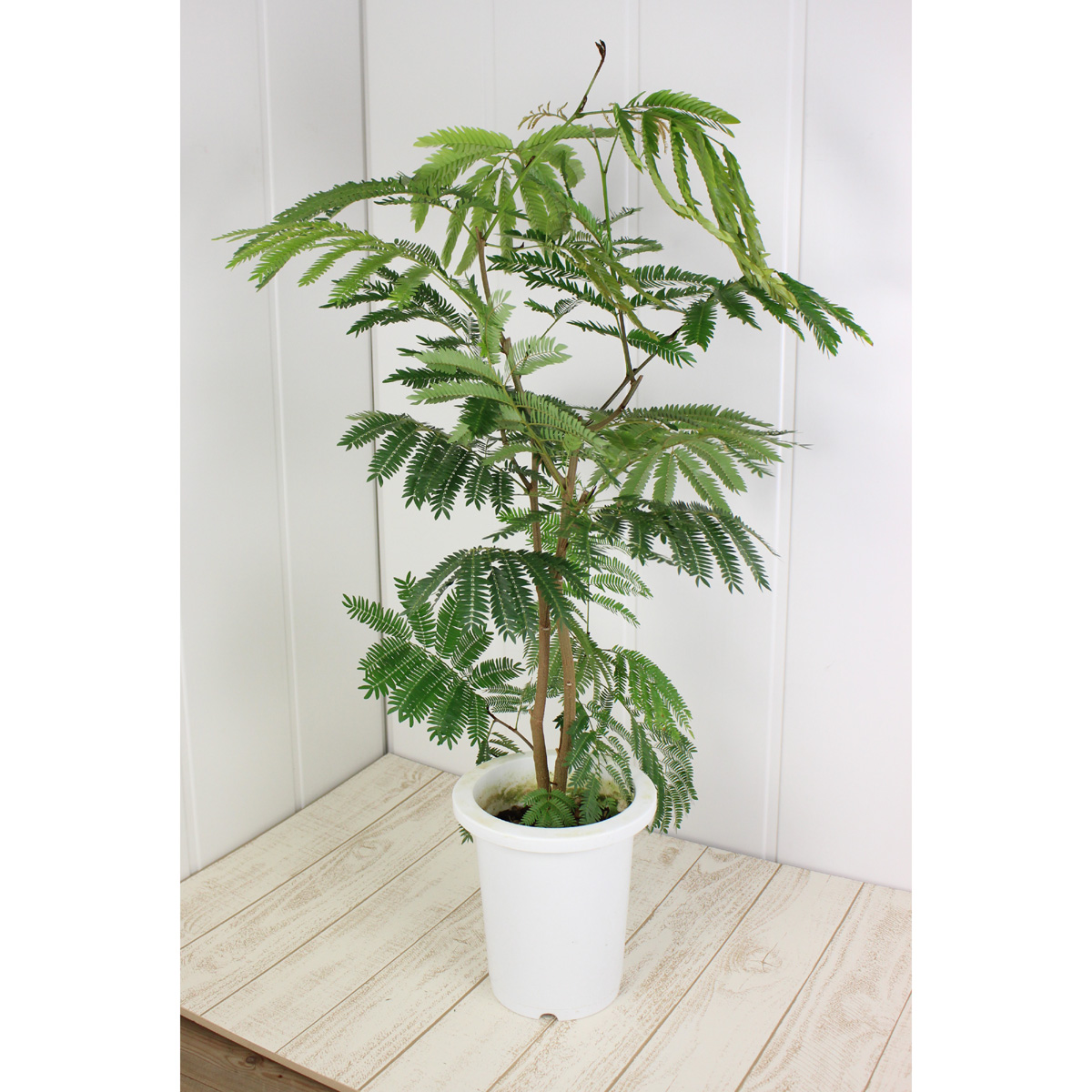 送料無料】【生花/即納】観葉植物 エバーフレッシュの鉢(6寸鉢・黒鉢