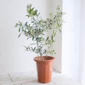 送料無料】【生花/鉢】観葉植物 オリーブの鉢(7寸鉢)※北海道・九州