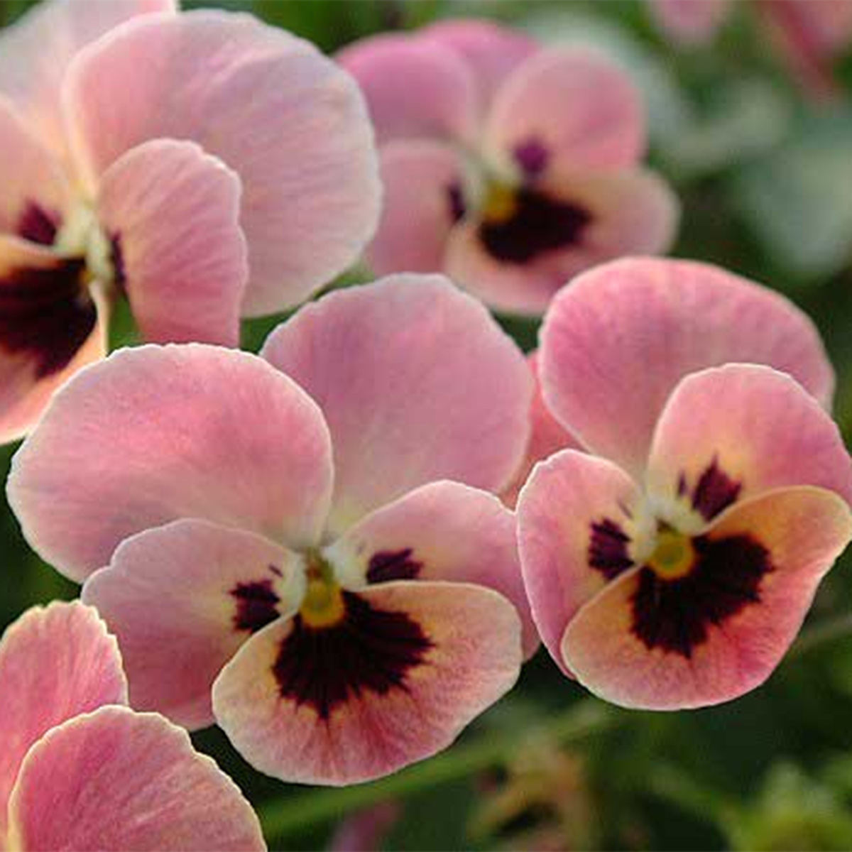 生花/鉢】ビオラ苗(メルヘンタイプ・丸弁) ピンクコアラ ☆人気TOP5