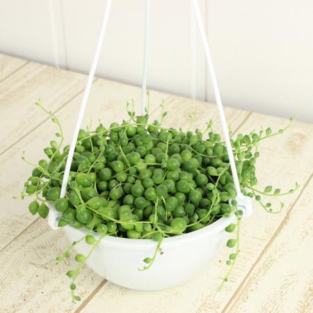 送料無料】【生花/鉢】セネシオ・グリーンネックレス(直径15cm