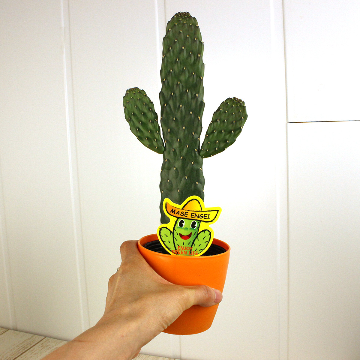 生花/鉢】ウチワサボテン 墨烏帽子 3.5寸 ※届日限定:予約7日前 ※同梱