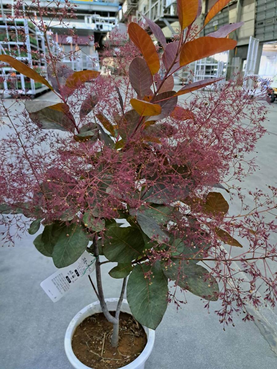 送料無料】【生花/鉢】スモークツリー グレース 7寸鉢 ※北海道・九州