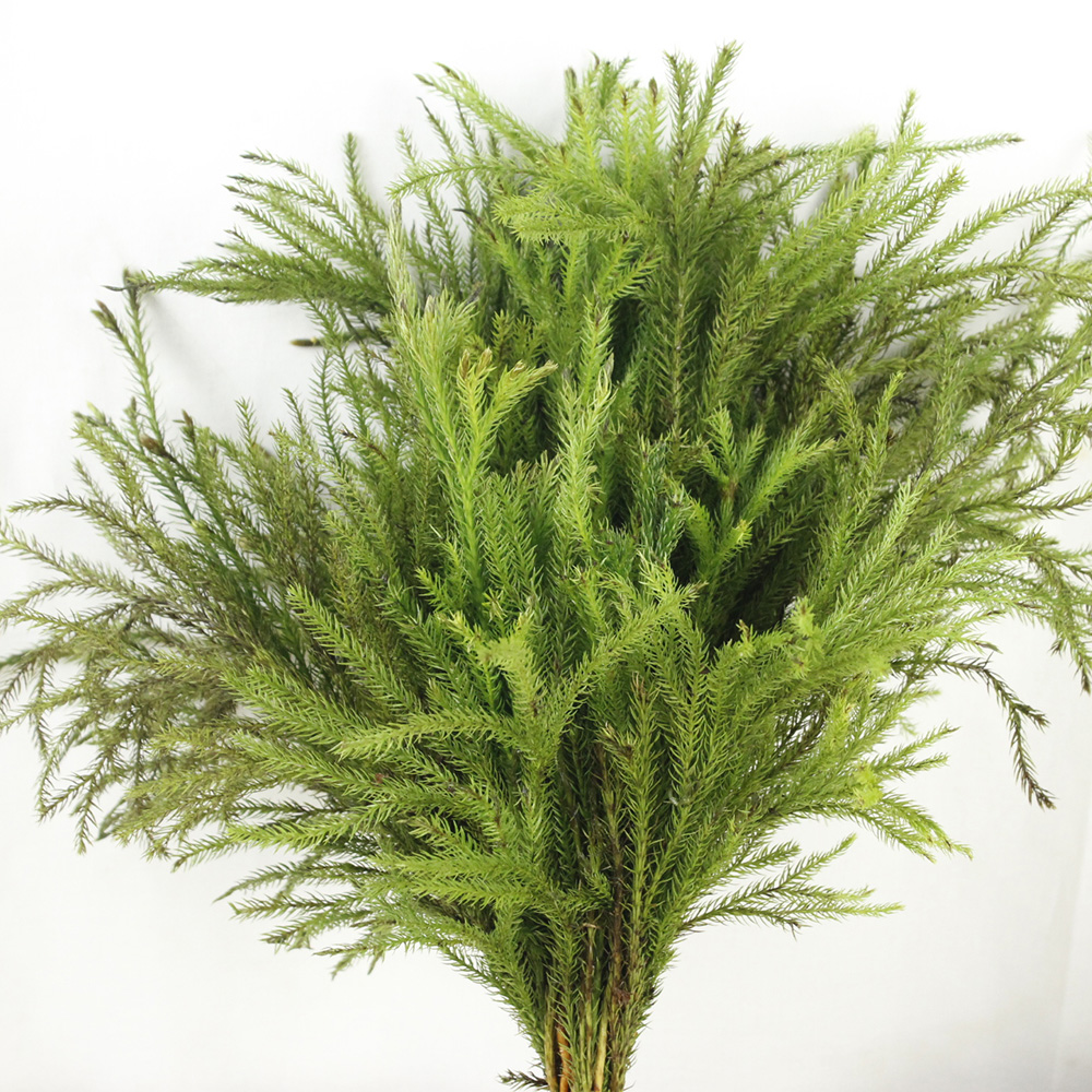 生花】輸入タチヒカゲ(20cm程度)【早締切-71】中国産 輸入 - 花材通販