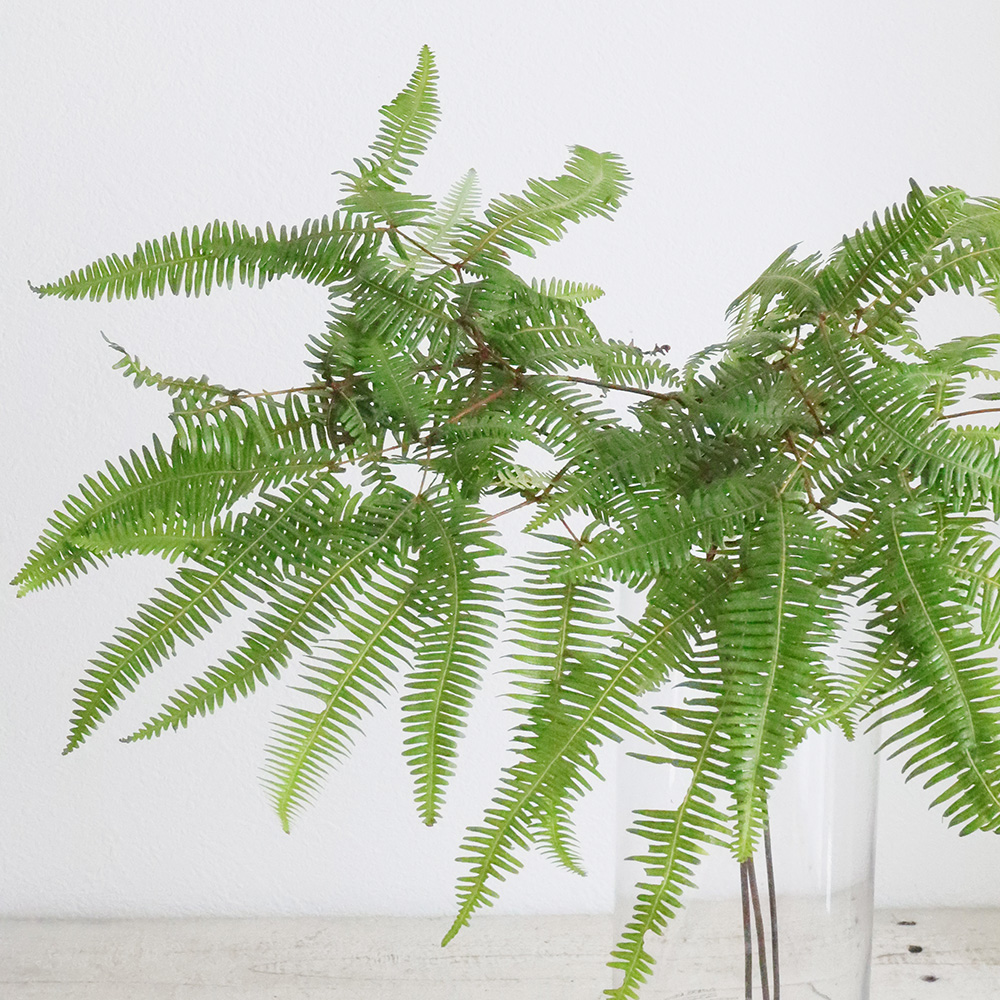 生花】【特注】ヤマシダ(コシダ)4-50cm程度 ※木金届け無し・入荷少