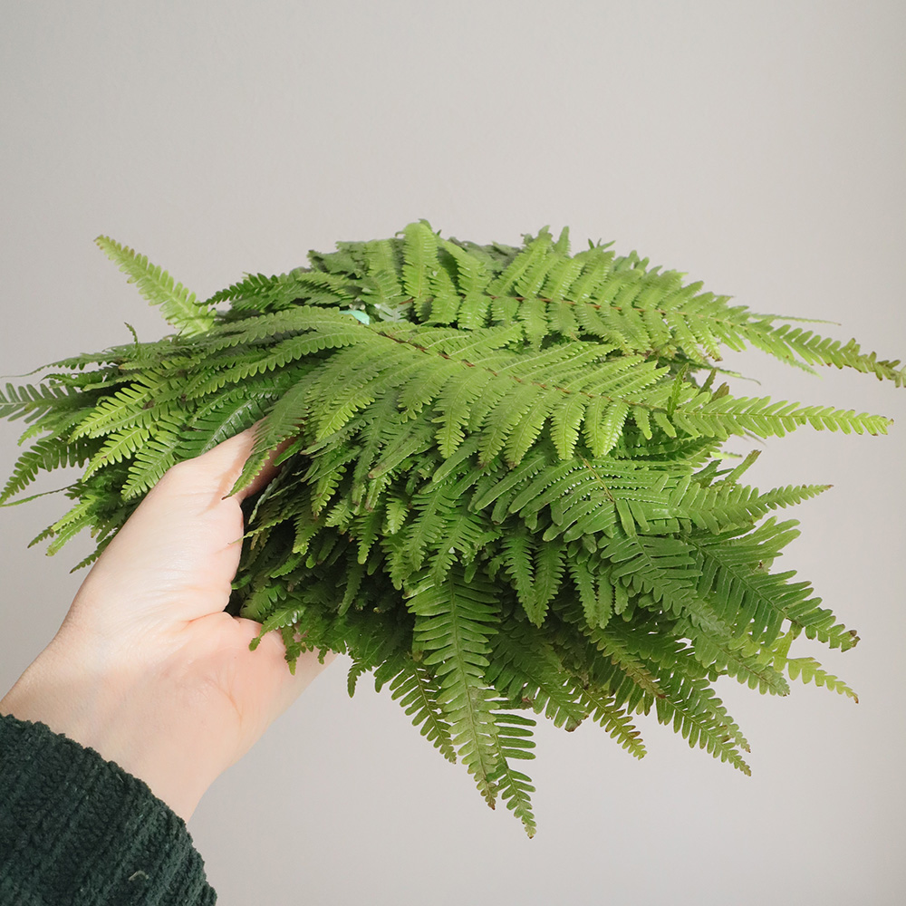 生花/予約】ウラジロの葉(小サイズ 15-20cm程度)※火水お届けのみ