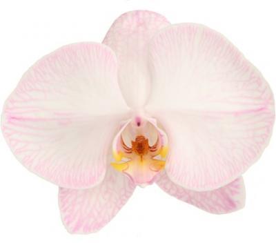 生花】【日野】ミディ胡蝶蘭 さくら※キャンセル不可【早締切】 - 花材