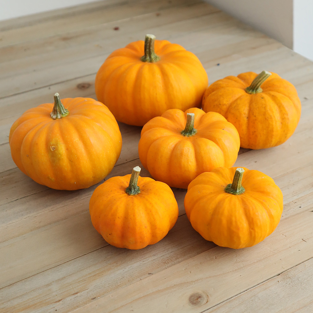 生花/即納】かぼちゃ ミニパンプキン(オレンジ)S〜M【生花】 - 花材