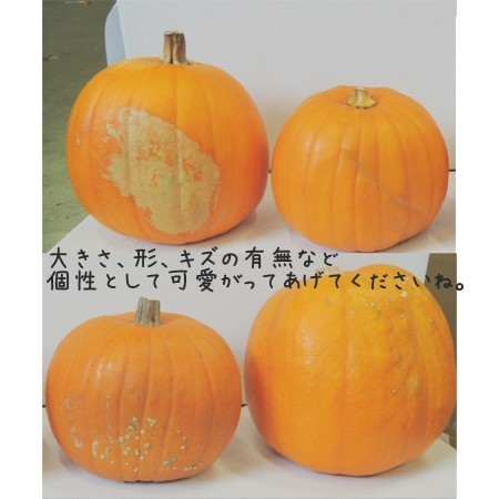生花】【早得C】9/22まで《ハロウィンカボチャ》大玉系オレンジ品種