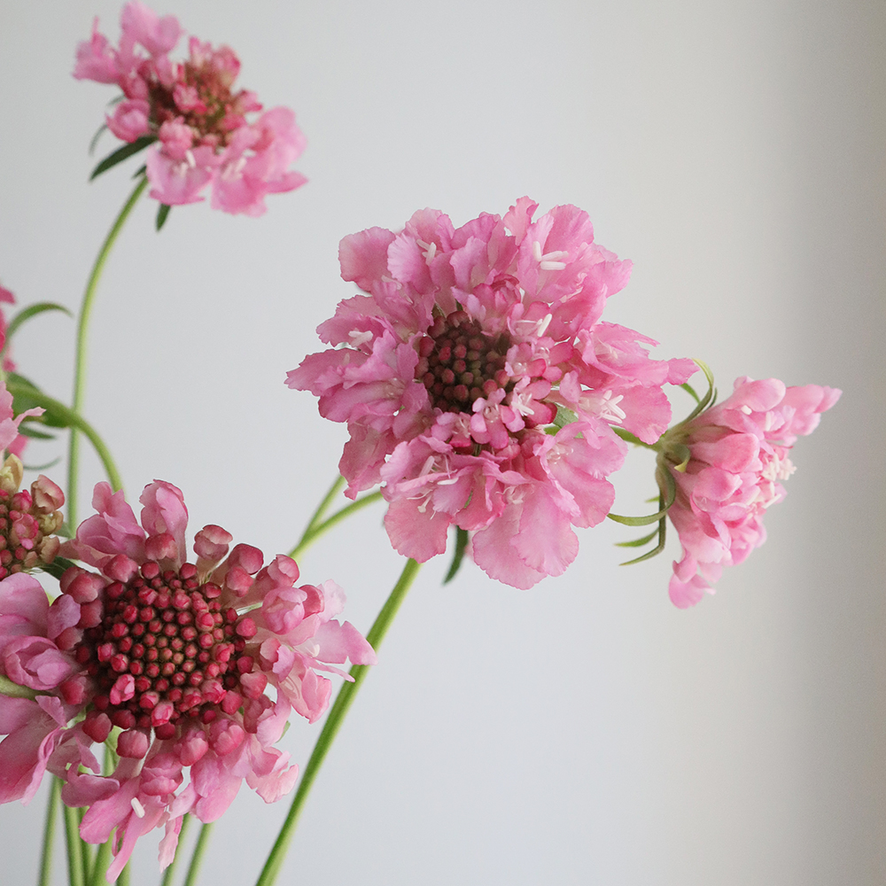 生花】NODAフラワーのスカビオサ:ローズピンク 40cm程度【早締切-17