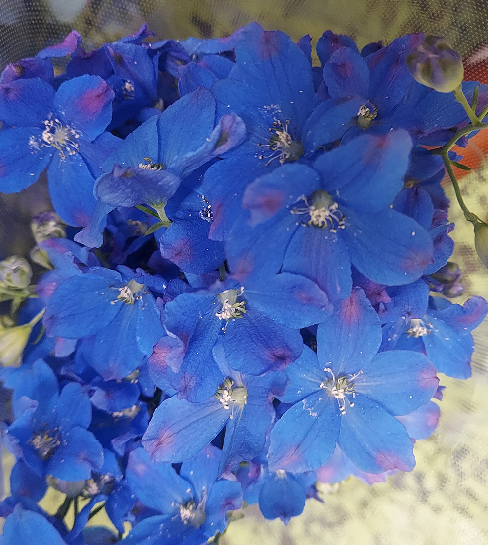 生花】デルフィ グランブルー(青スプレー) A50cm程度【OT】 - 花材通販