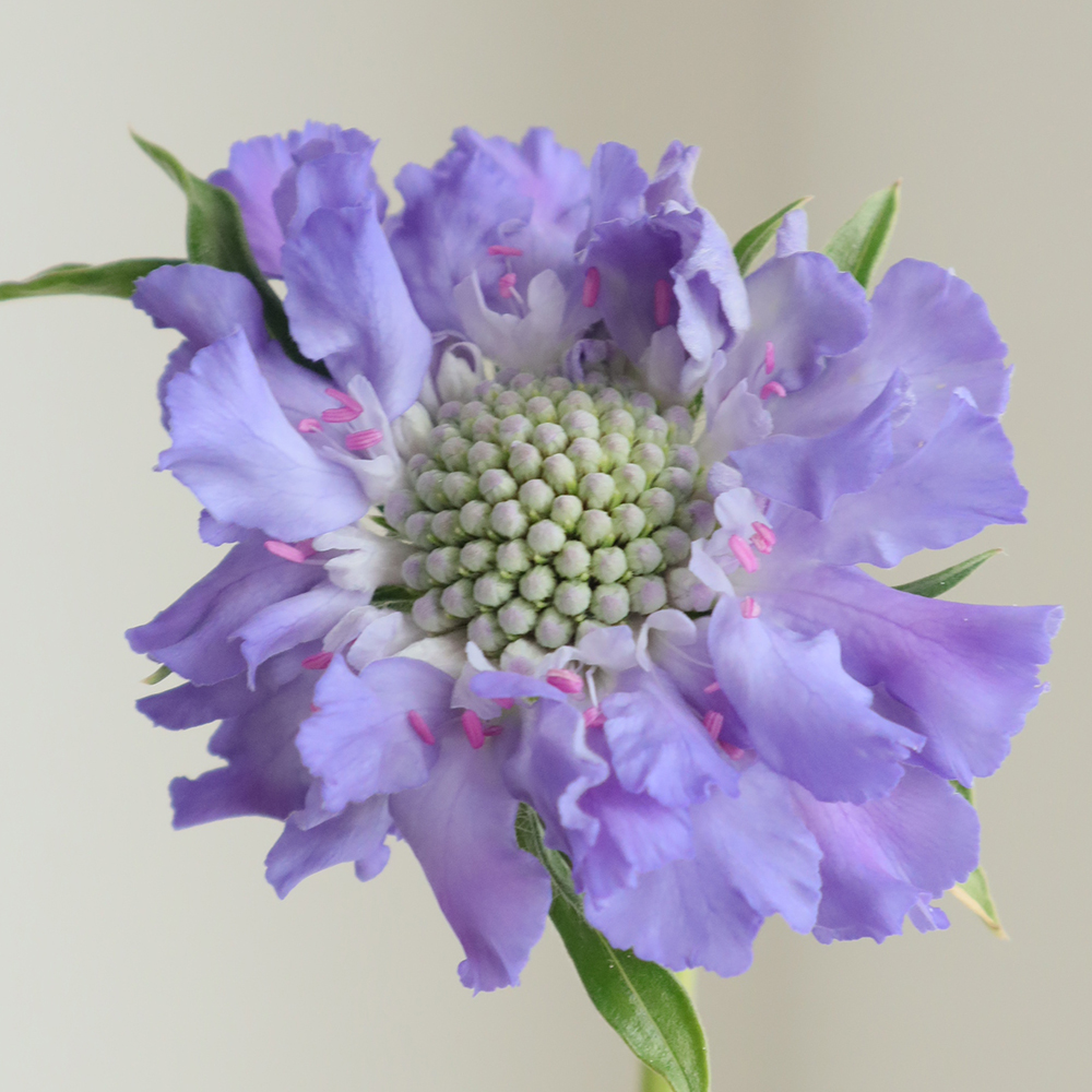 生花】スカビオサ ファーマ(紫)(火)(木)(土)午前中にお受け取り下さい