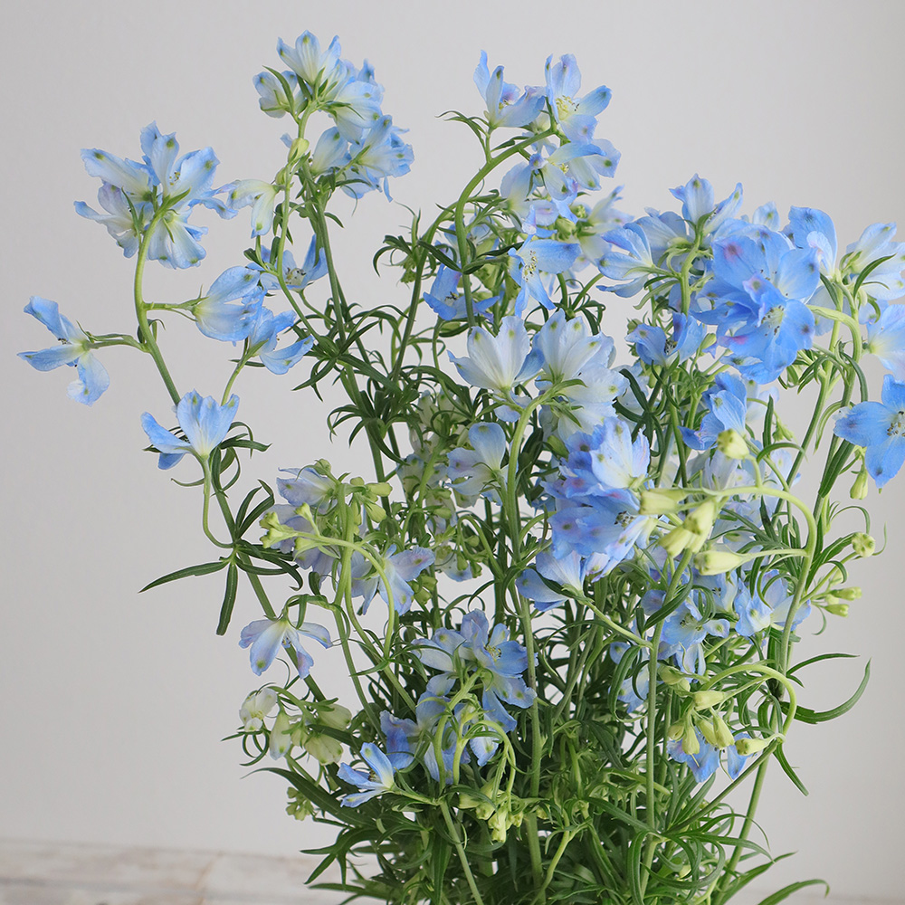 直前!】デルフィニューム プラチナブルー(水色スプレー)50cm 北海道