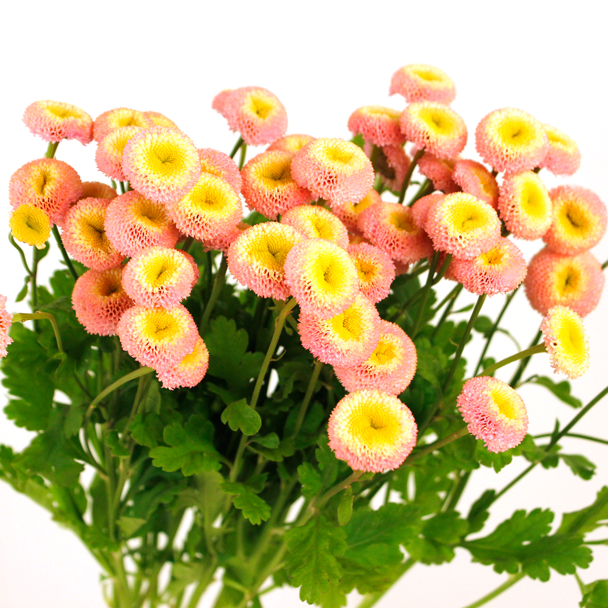 生花】マトリカリア タマゴピンク(50センチ〜)ワイルドプランツ吉村