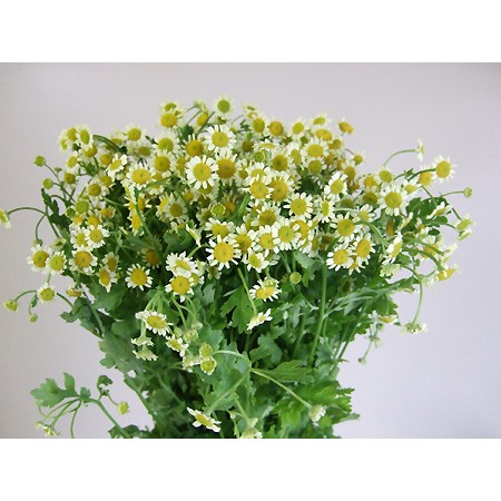 生花】マトリカリア ライムシー - 花材通販はなどんやアソシエ