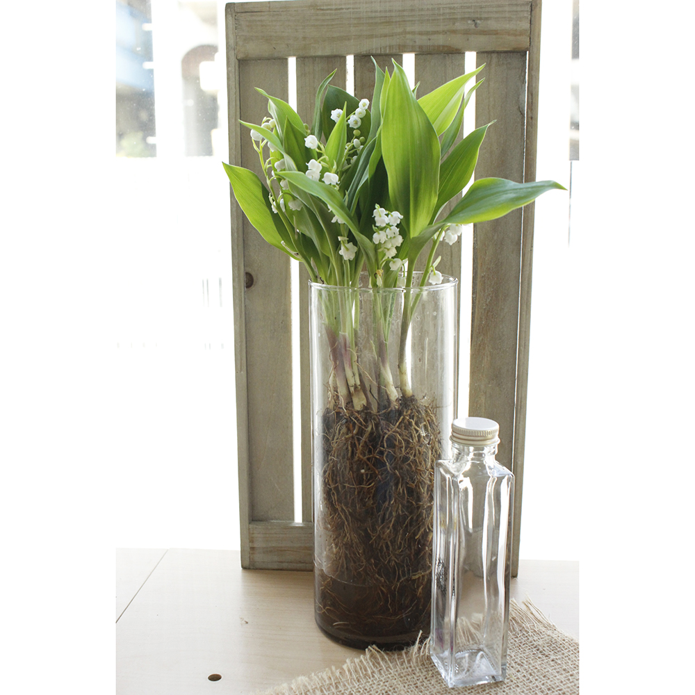 08直前】北信州みゆきのすずらん(根つき)Lサイズ - 花材通販はなどんや