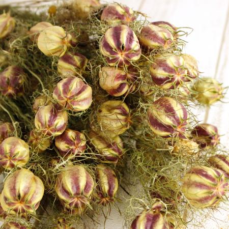 ドライ】J・flow/ニゲラの実 大束 - 花材通販はなどんやアソシエ