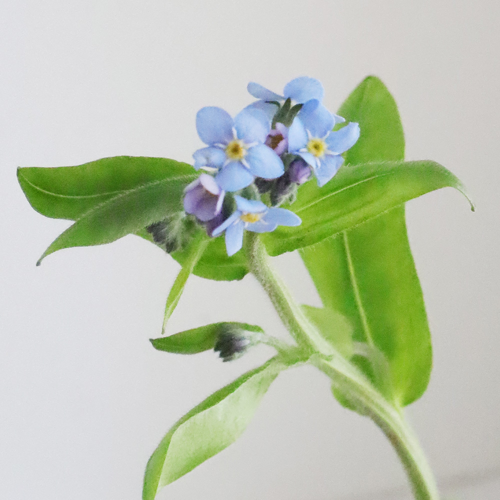 直前!!/】忘れな草 ナノブルー(青)30cm程度 - 花材通販はなどんやアソシエ